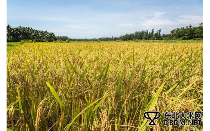 东北种植水稻有哪些优势条件，你知道吗？