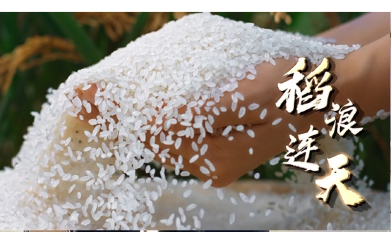 黑龙江的大米为什么这么好吃？